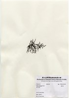 藏品(鐵釘菜)的圖片